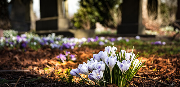 fleurs dans un jardin